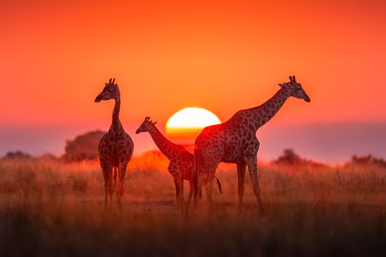 Tanzania